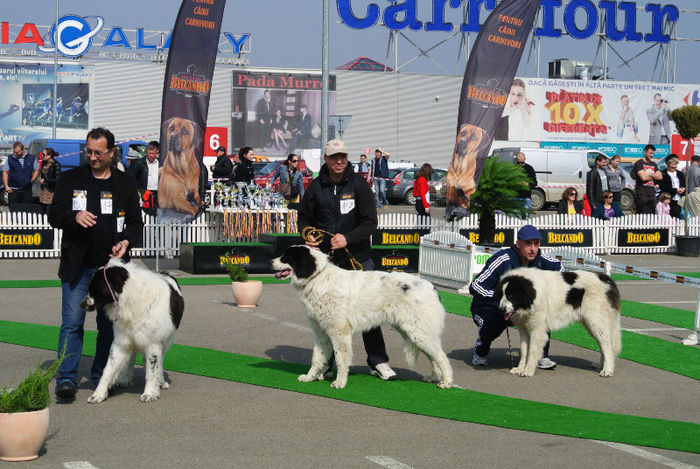 Amon 10 luni; Amon la prima expo
