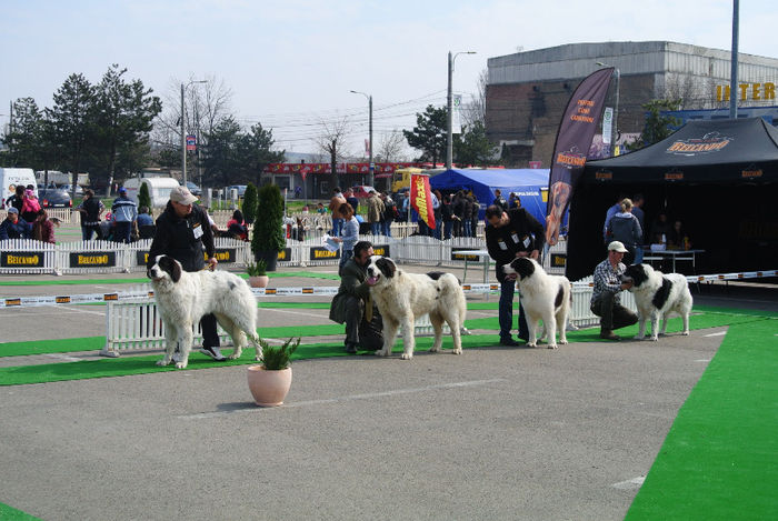 Amon 10 luni; Amon la expo Suceava
