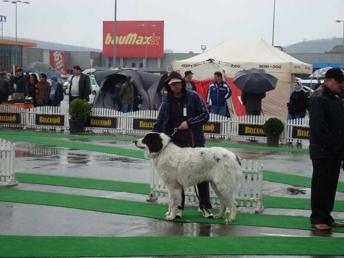 Amon 10 luni; Amon la Expo Suceava
