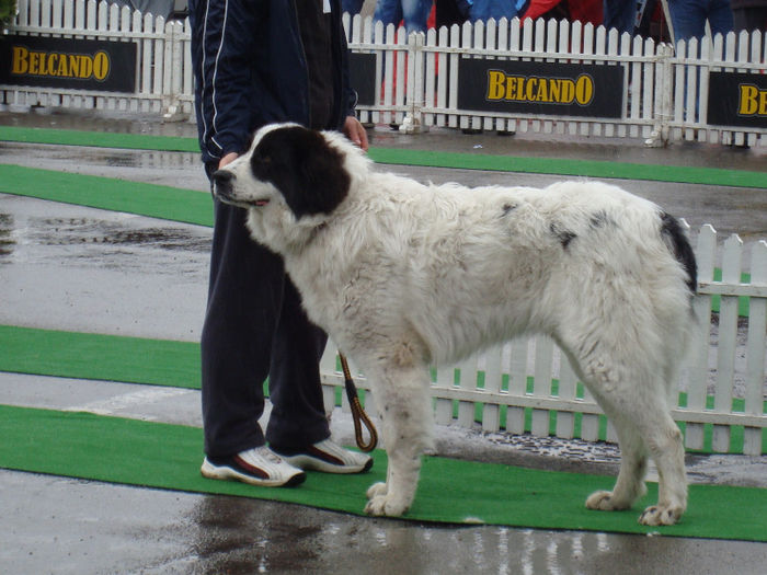 Amon 10 luni; In ring...
