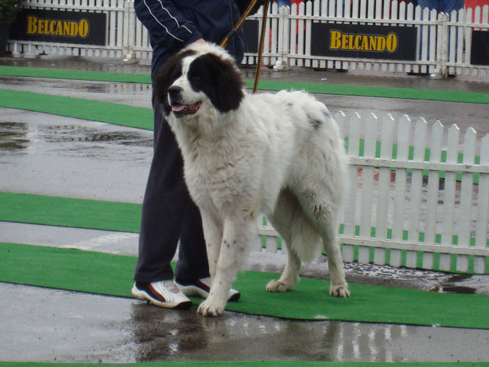 Amon 10 luni; In ring....
