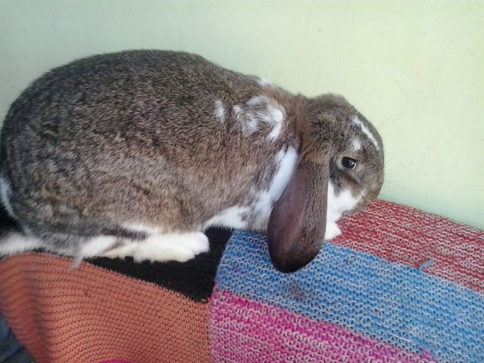 femela berbec german