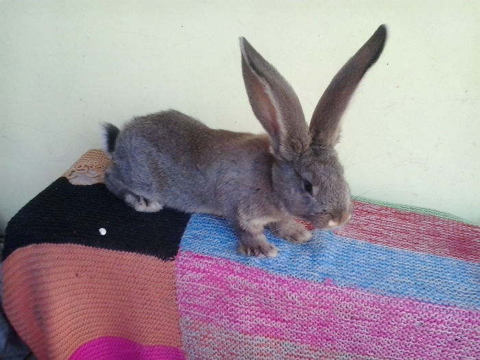 achizitie suclea Ionel