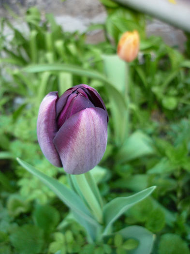 P1030927 - Lalea - Tulipa