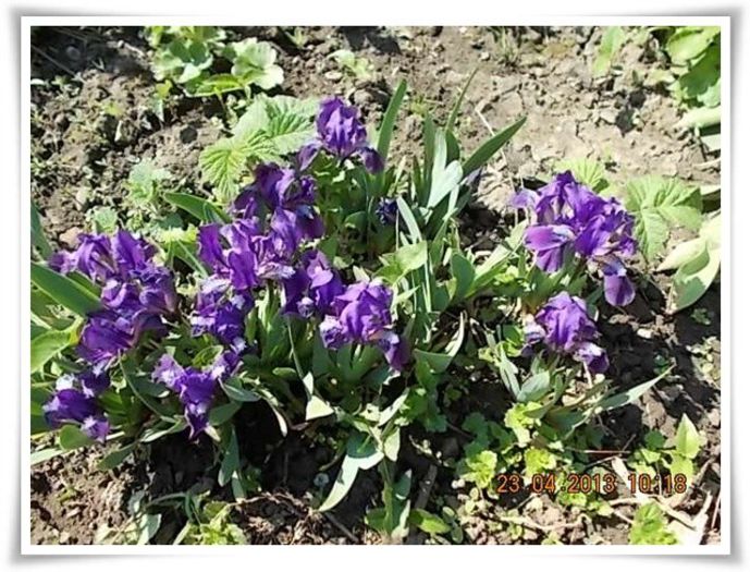 DSCN2286 - flori diverse 2013