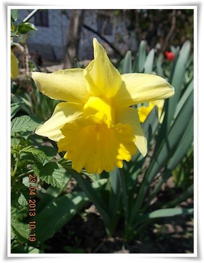 DSCN2287 - flori diverse 2013