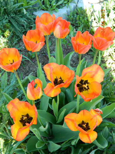056