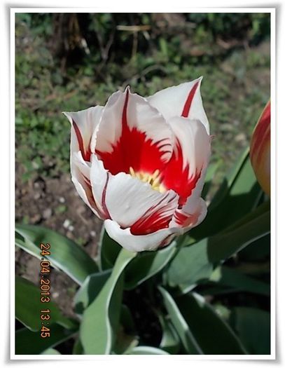 DSCN2384 - flori diverse 2013