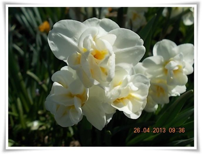 DSCN2546 - flori diverse 2013