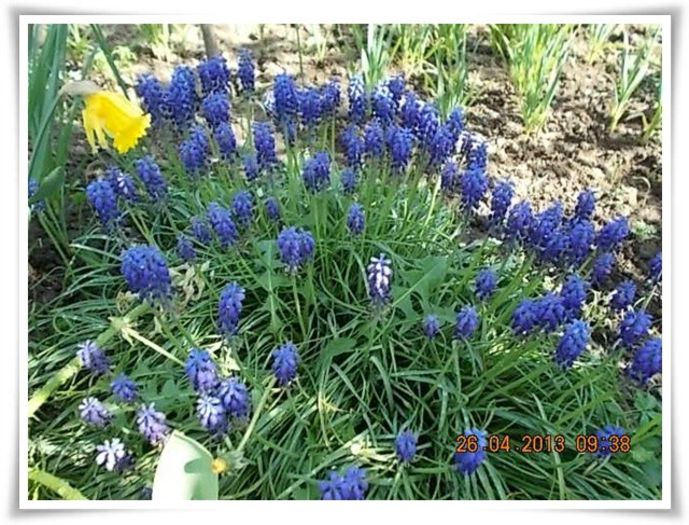 DSCN2547 - flori diverse 2013