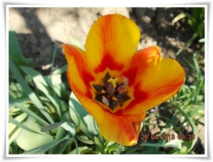 DSCN2554 - flori diverse 2013