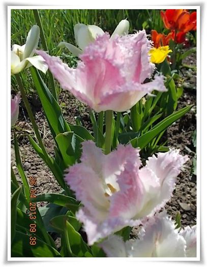 DSCN2556 - flori diverse 2013