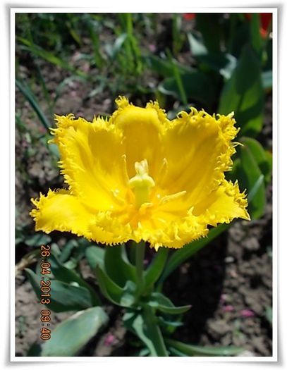 DSCN2559 - flori diverse 2013