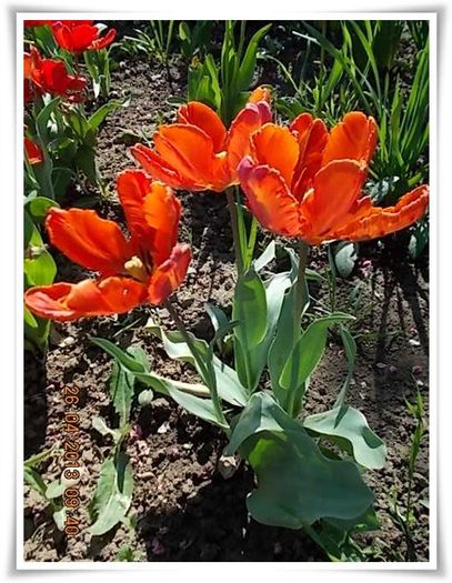 DSCN2560 - flori diverse 2013