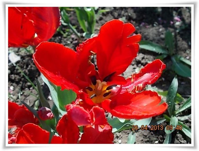 DSCN2564 - flori diverse 2013