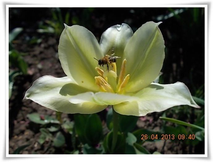 DSCN2565 - flori diverse 2013