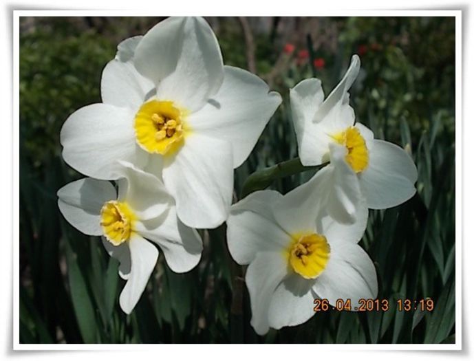 DSCN2588 - flori diverse 2013