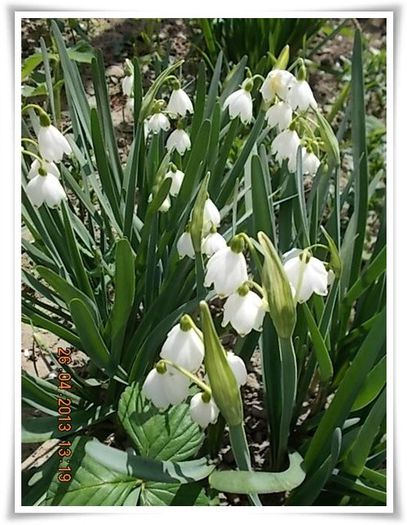 DSCN2590 - flori diverse 2013