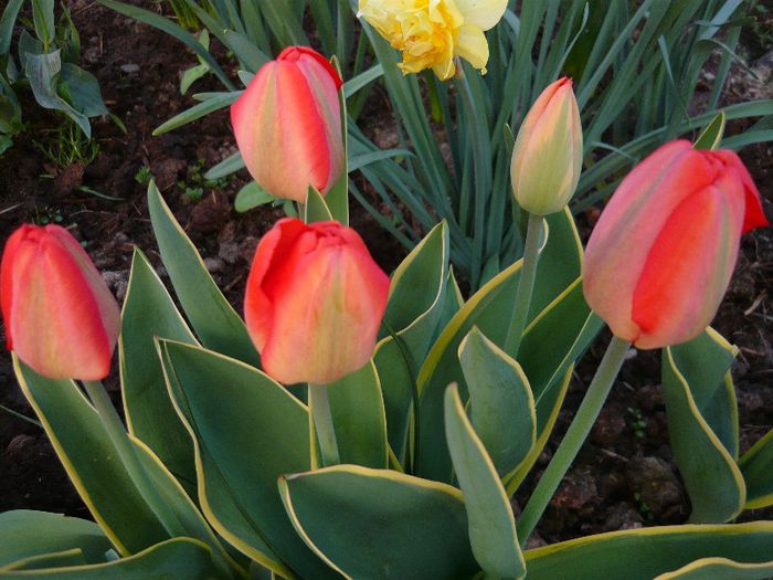 Picture 1655 - curtea primavara