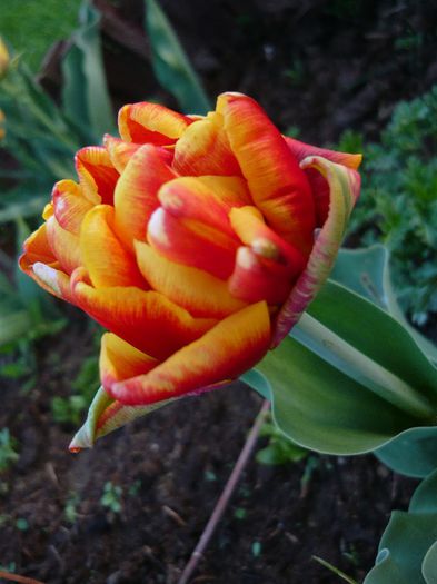 Picture 1657 - curtea primavara