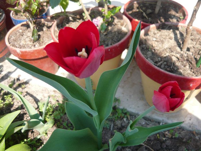 Picture 1671 - curtea primavara