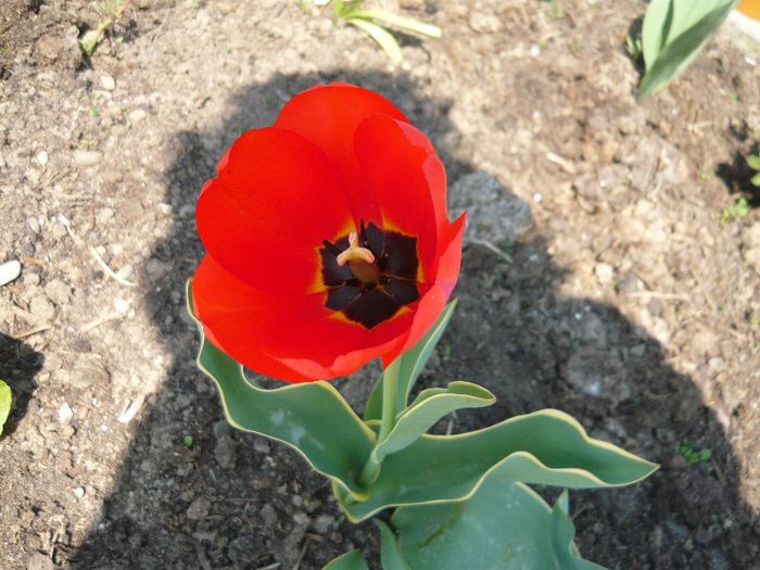 Picture 1675 - curtea primavara