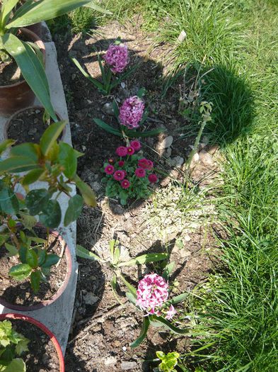 Picture 1676 - curtea primavara