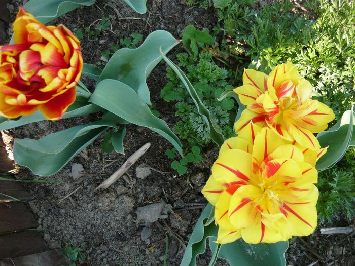 Picture 1677 - curtea primavara