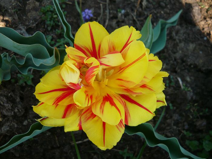 Picture 1679 - curtea primavara