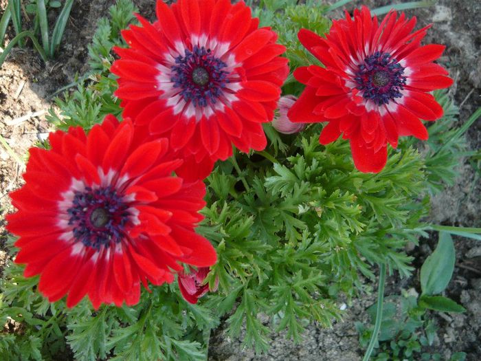 anemone - curtea primavara