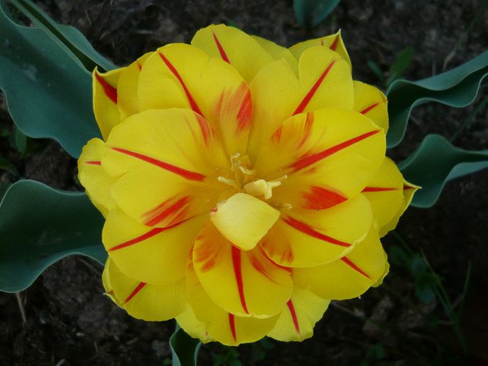 Picture 1682 - curtea primavara