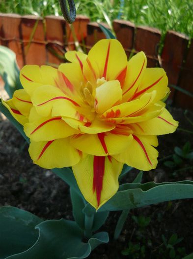 Picture 1683 - curtea primavara