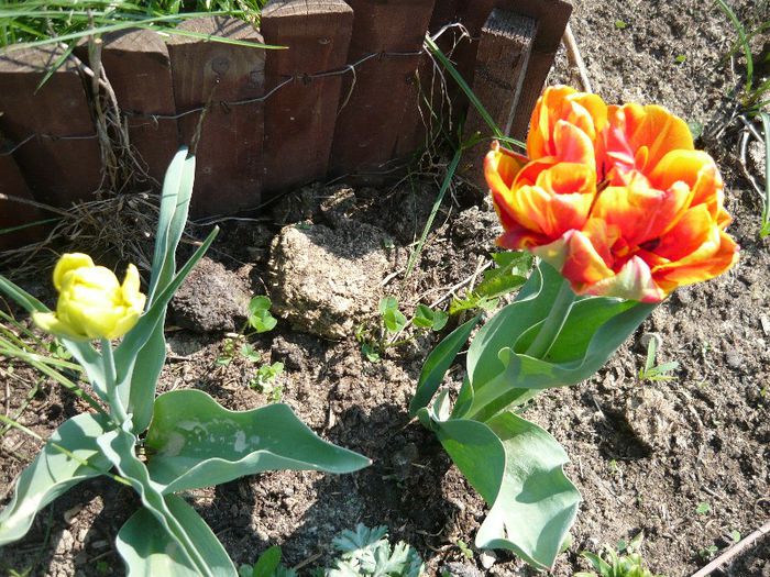 Picture 1685 - curtea primavara