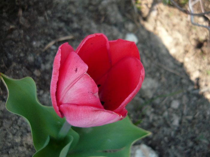 Picture 1686 - curtea primavara