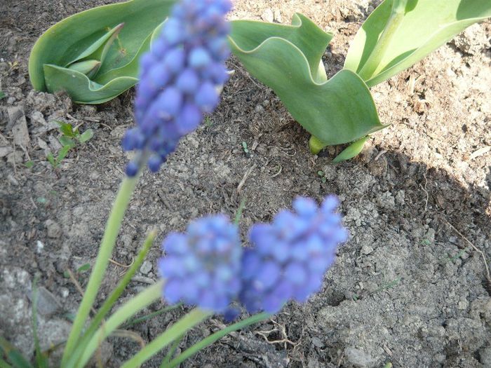 Picture 1687 - curtea primavara