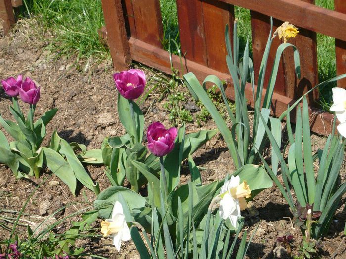 Picture 1692 - curtea primavara