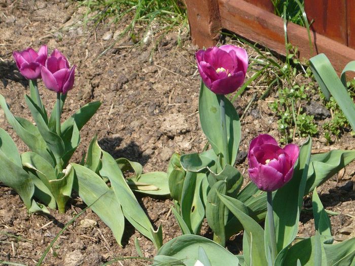 Picture 1693 - curtea primavara