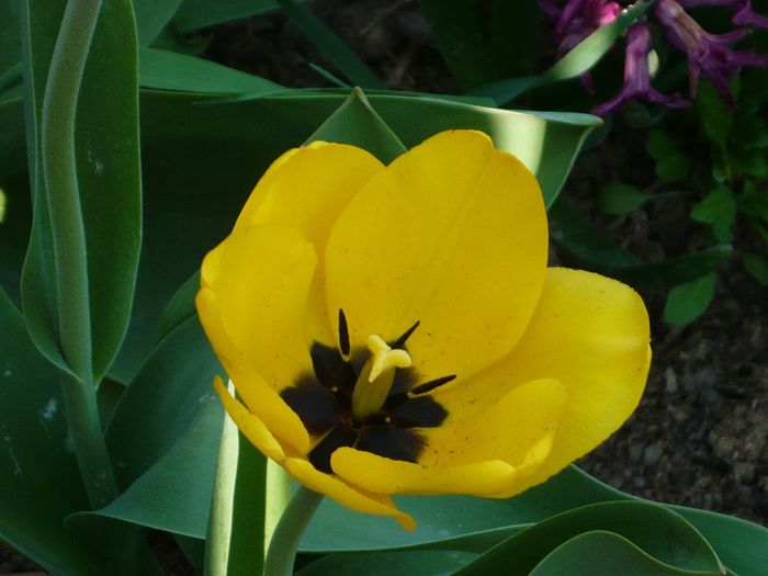 Picture 1694 - curtea primavara