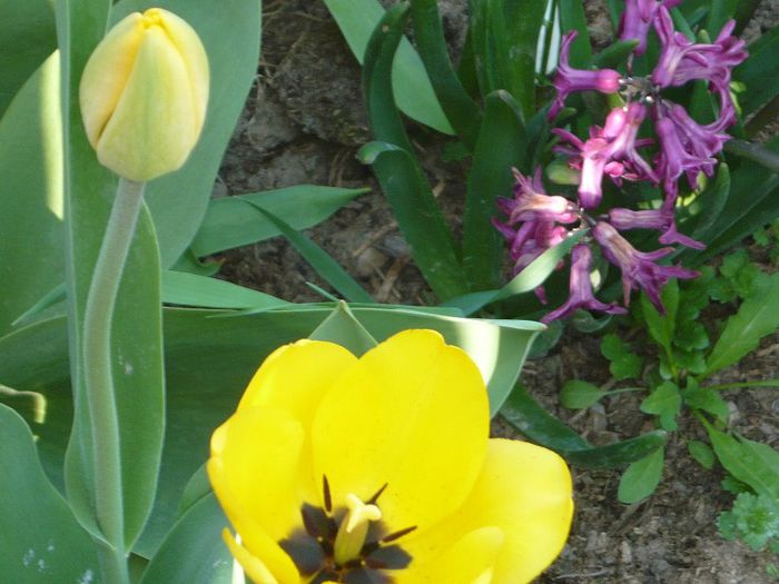 Picture 1695 - curtea primavara