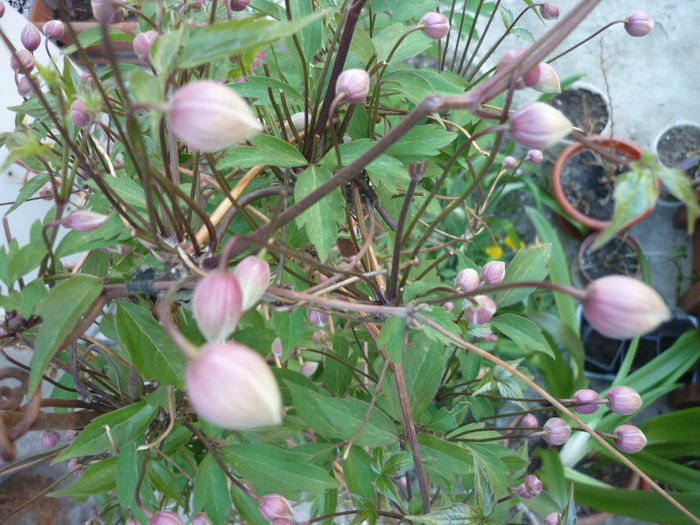 multi boboci - Clematis