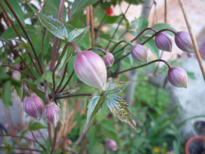 si nu am rabdare sa infloreasca - Clematis