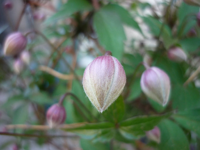 ca sa vad floarea - Clematis