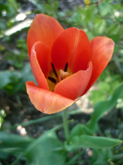 P1030940 - Lalea - Tulipa