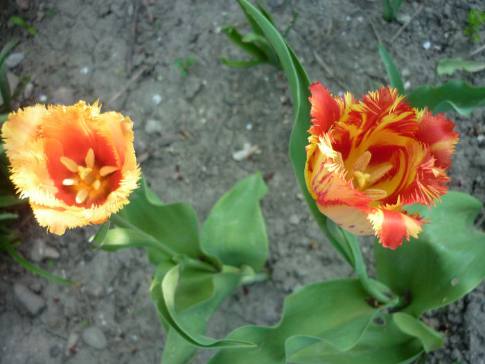 P1030941 - Lalea - Tulipa