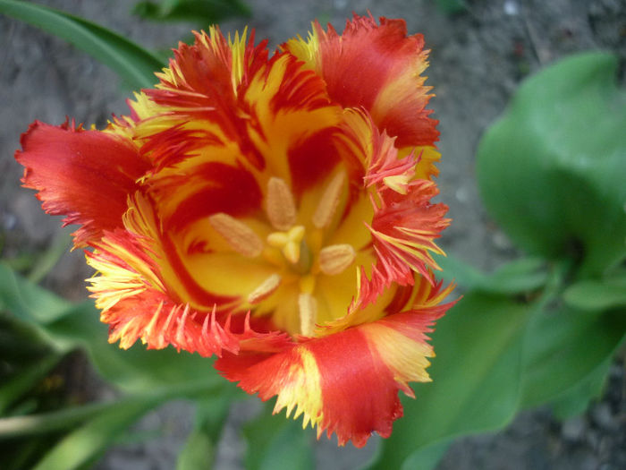 P1030942 - Lalea - Tulipa