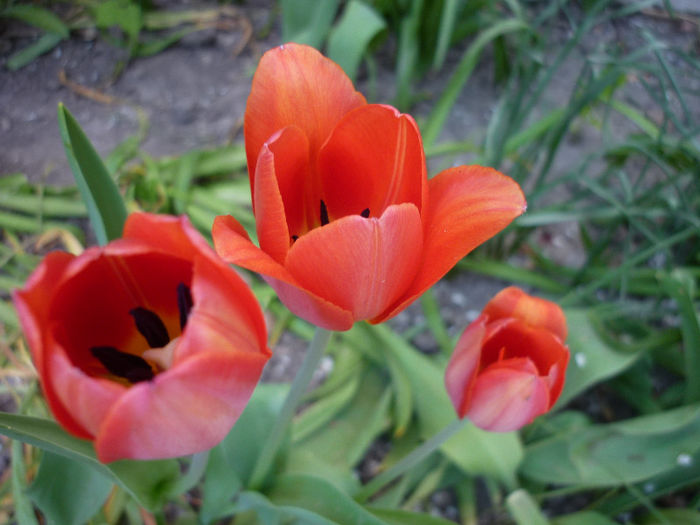 P1030944 - Lalea - Tulipa