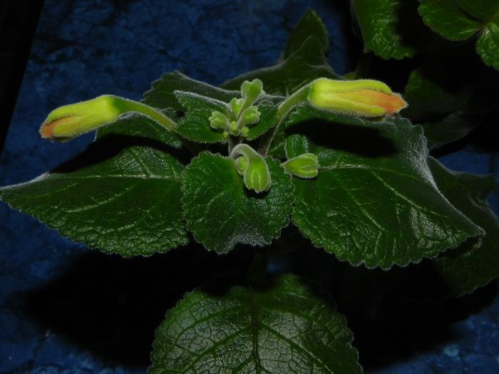 Sinningia Peachy Propeller - Sinningia