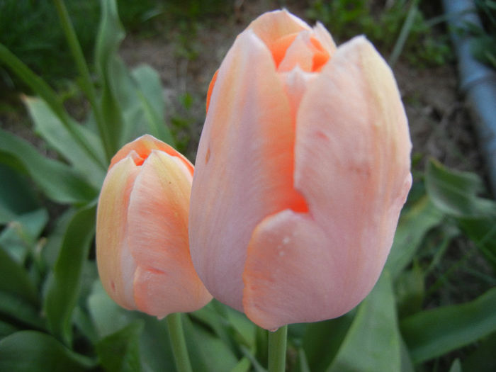 Tulipa Menton (2013, April 25)