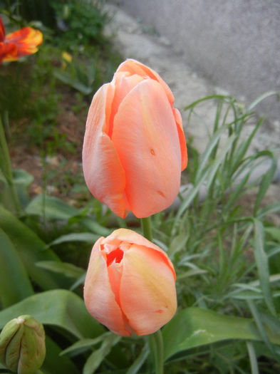 Tulipa Menton (2013, April 25)