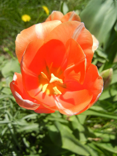 Tulipa Menton (2013, April 26)